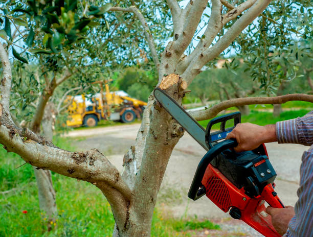 Best Large Tree Removal  in Rupert, ID